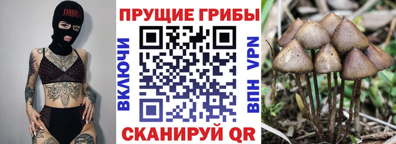 Псилоцибиновые грибы Magic Shrooms Мещовск